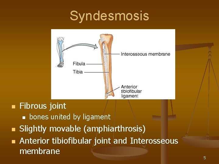 Syndesmosis n Fibrous joint n n n bones united by ligament Slightly movable (amphiarthrosis)