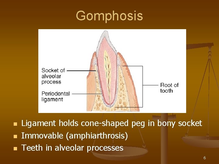 Gomphosis n n n Ligament holds cone-shaped peg in bony socket Immovable (amphiarthrosis) Teeth