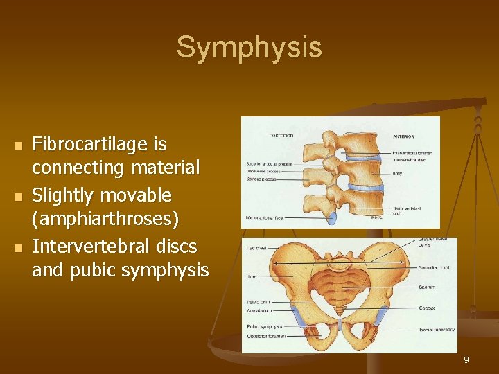 Symphysis n n n Fibrocartilage is connecting material Slightly movable (amphiarthroses) Intervertebral discs and