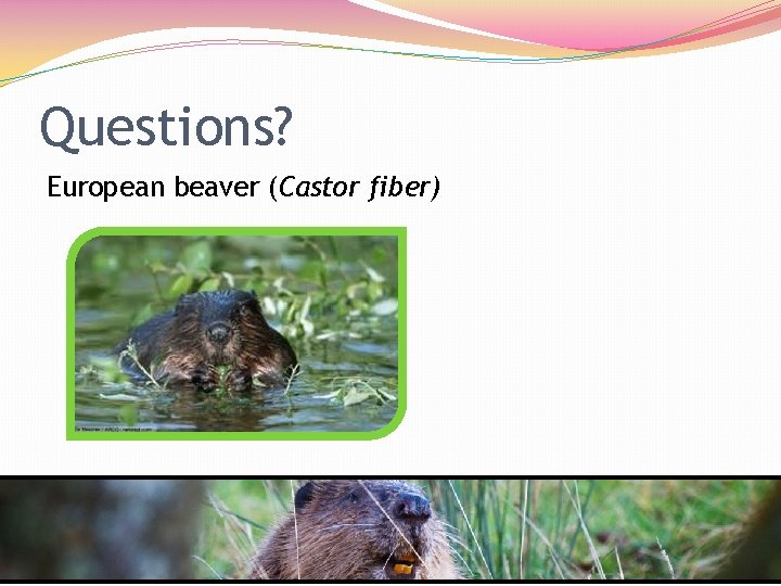 Questions? European beaver (Castor fiber) 