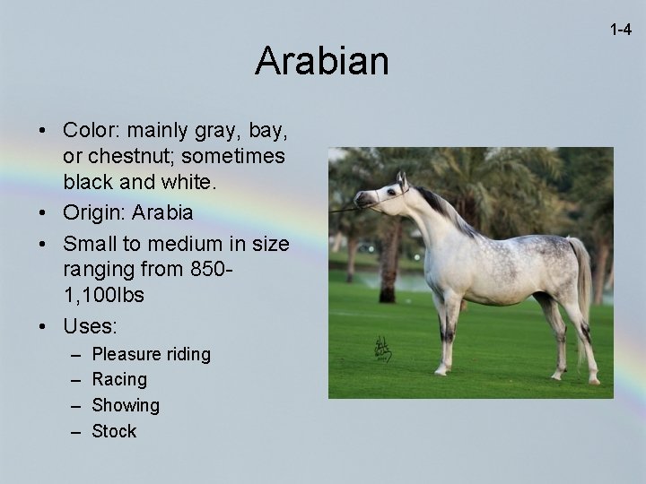 1 -4 Arabian • Color: mainly gray, bay, or chestnut; sometimes black and white.