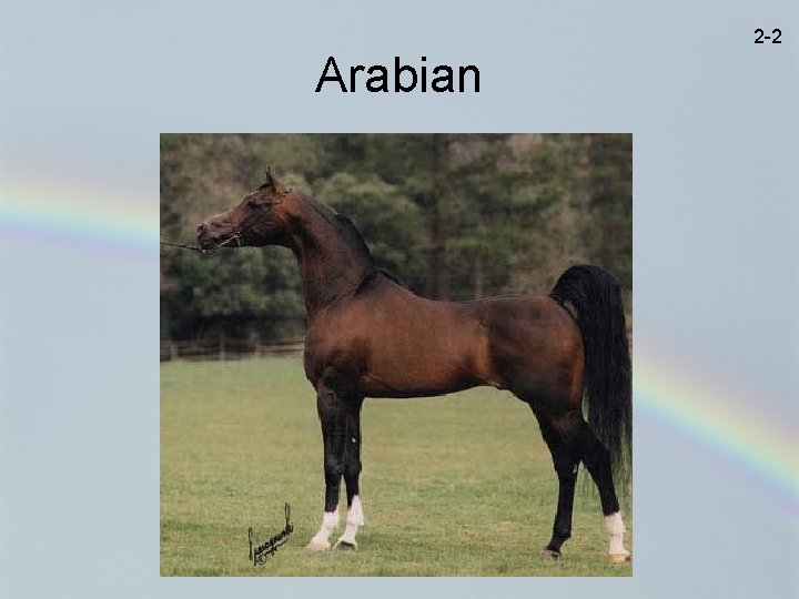 2 -2 Arabian 