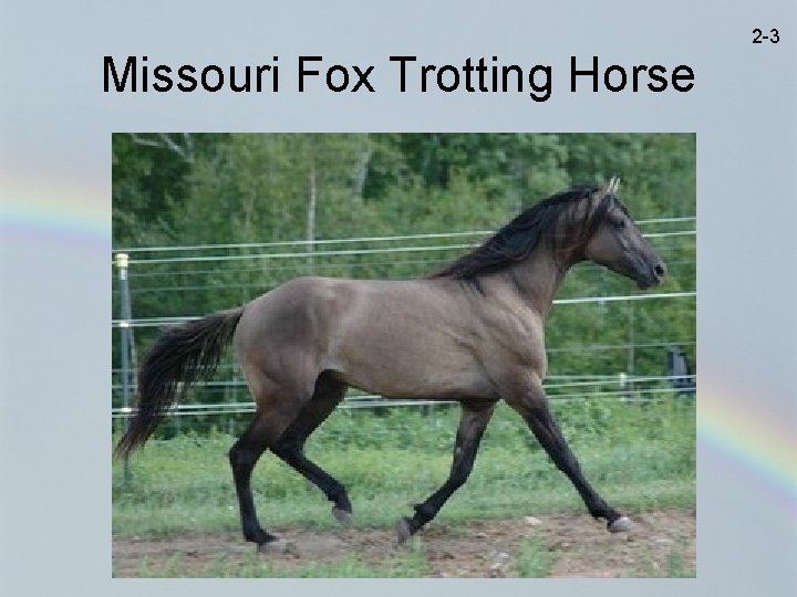 2 -3 Missouri Fox Trotting Horse 