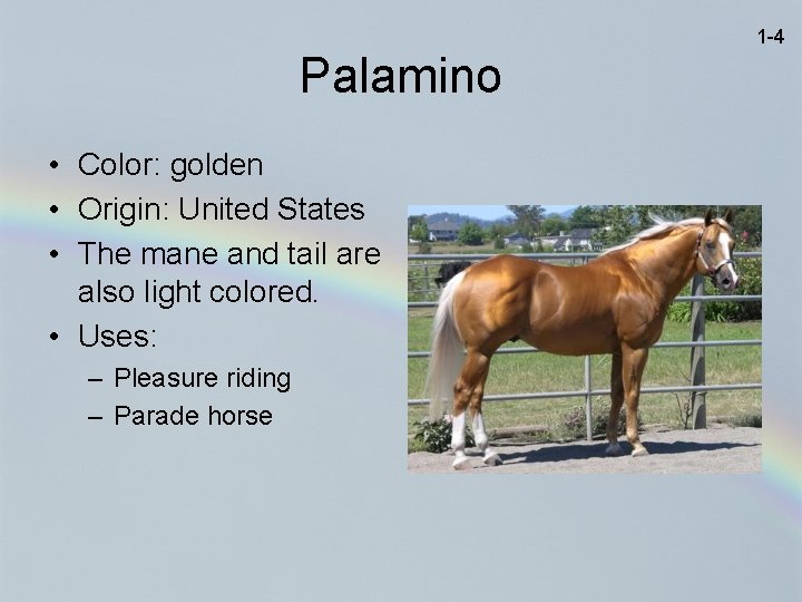 1 -4 Palamino • Color: golden • Origin: United States • The mane and