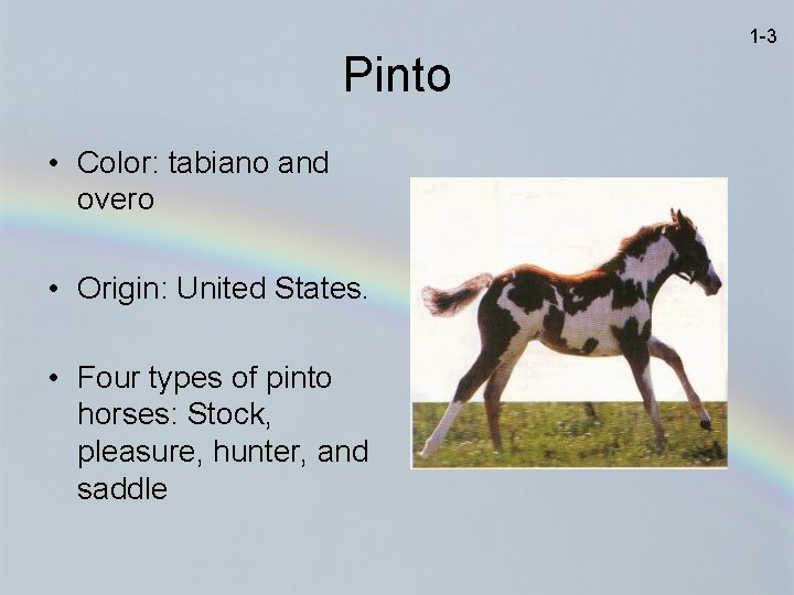 1 -3 Pinto • Color: tabiano and overo • Origin: United States. • Four