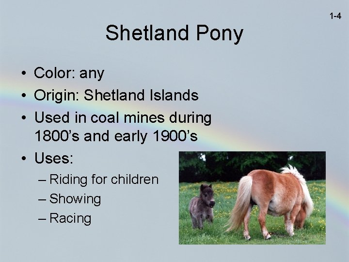 1 -4 Shetland Pony • Color: any • Origin: Shetland Islands • Used in