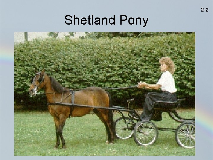 2 -2 Shetland Pony 