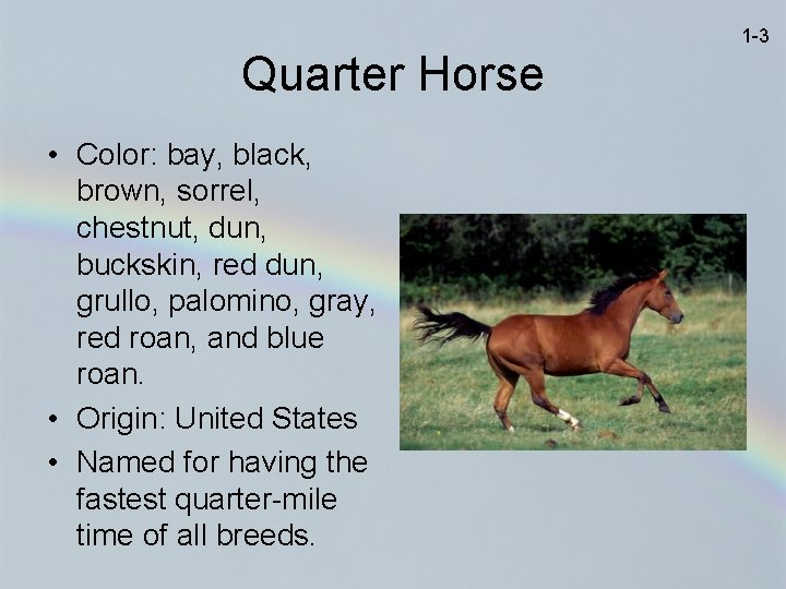 1 -3 Quarter Horse • Color: bay, black, brown, sorrel, chestnut, dun, buckskin, red