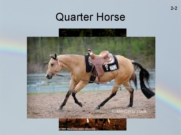 2 -2 Quarter Horse 