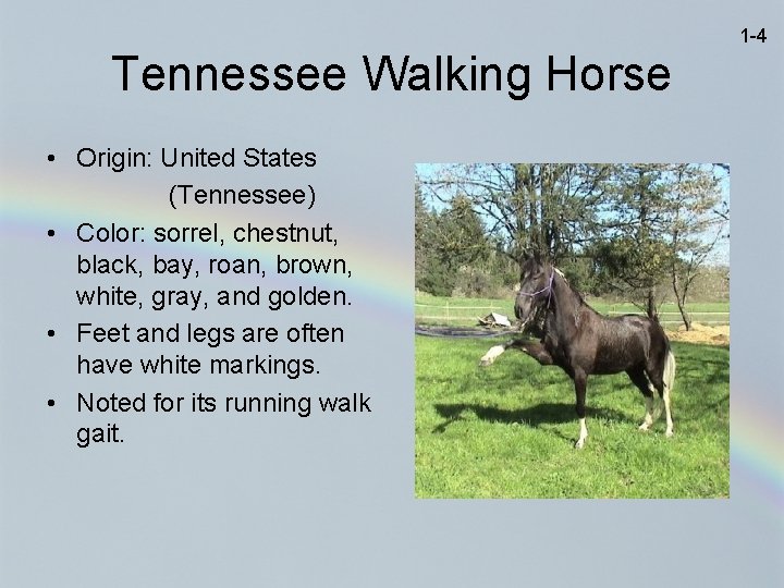 1 -4 Tennessee Walking Horse • Origin: United States (Tennessee) • Color: sorrel, chestnut,