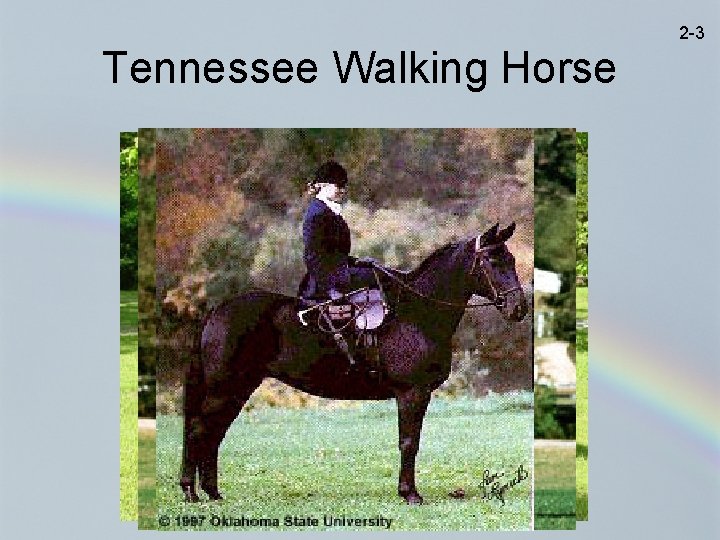 2 -3 Tennessee Walking Horse 