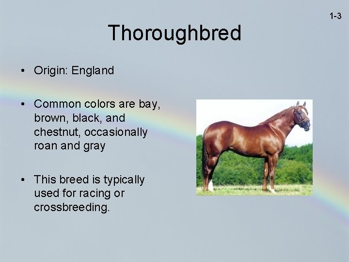 1 -3 Thoroughbred • Origin: England • Common colors are bay, brown, black, and