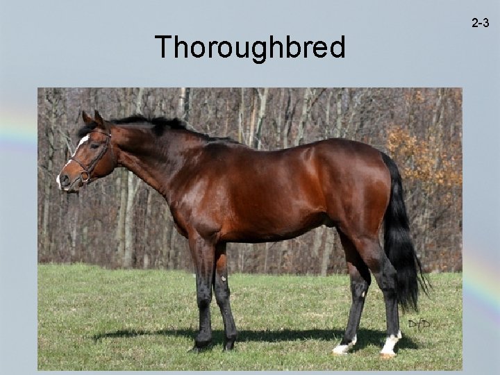 2 -3 Thoroughbred 