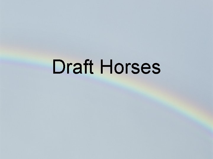 Draft Horses 