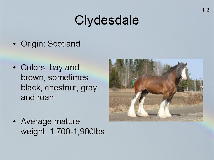 1 -3 Clydesdale • Origin: Scotland • Colors: bay and brown, sometimes black, chestnut,