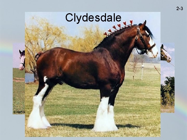 2 -3 Clydesdale 