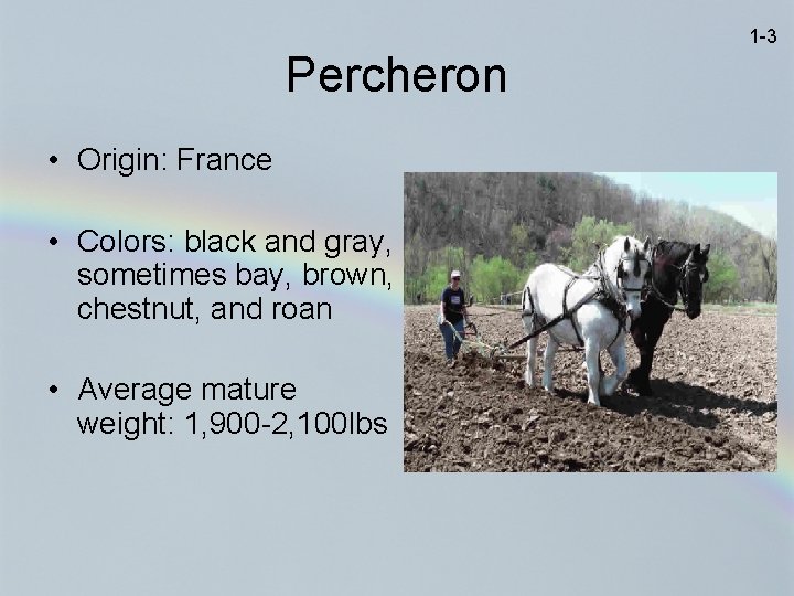 1 -3 Percheron • Origin: France • Colors: black and gray, sometimes bay, brown,
