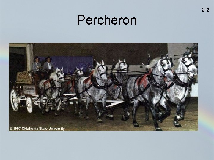 2 -2 Percheron 