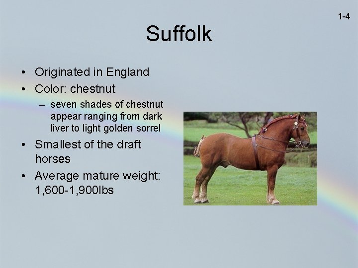 1 -4 Suffolk • Originated in England • Color: chestnut – seven shades of