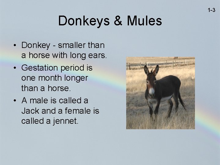 1 -3 Donkeys & Mules • Donkey - smaller than a horse with long