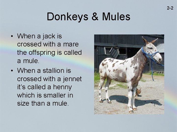 2 -2 Donkeys & Mules • When a jack is crossed with a mare