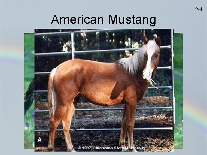 2 -4 American Mustang 
