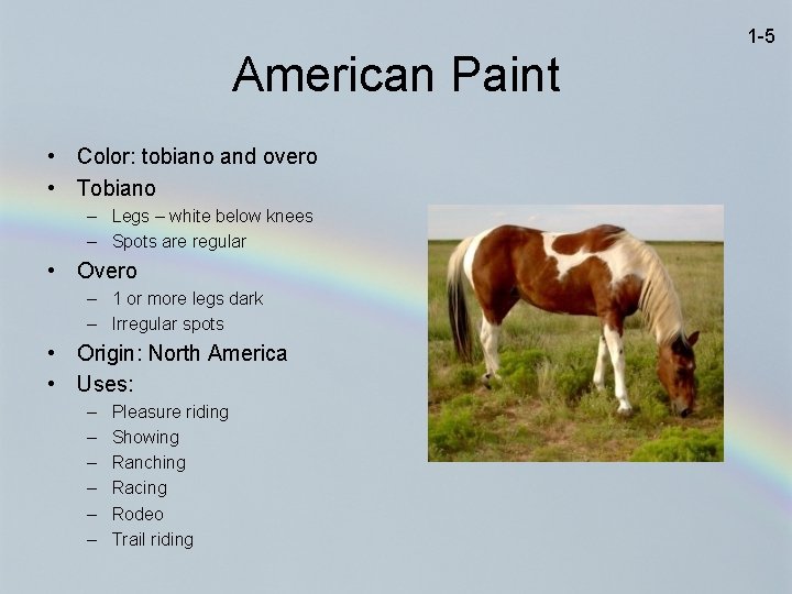 1 -5 American Paint • Color: tobiano and overo • Tobiano – Legs –