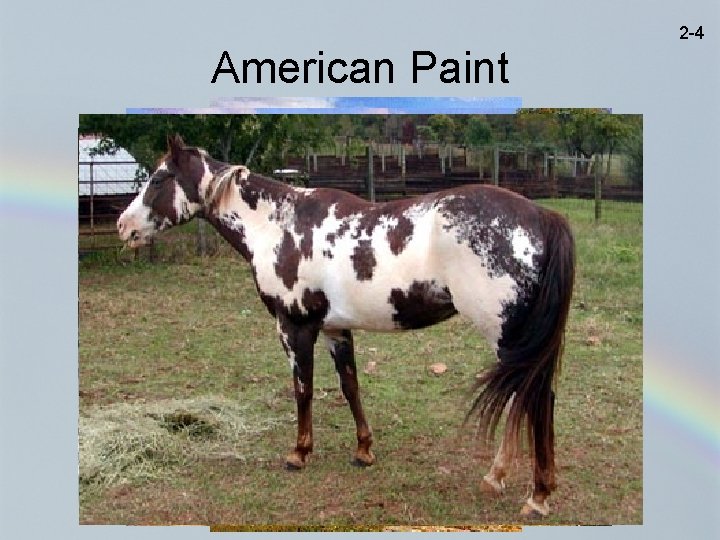 2 -4 American Paint 