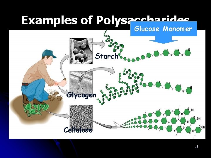 Examples of Polysaccharides Glucose Monomer Starch Glycogen Cellulose 13 