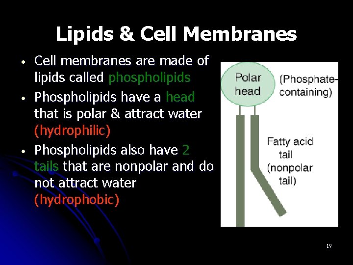 Lipids & Cell Membranes • • • Cell membranes are made of lipids called