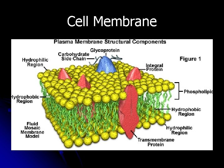 Cell Membrane 