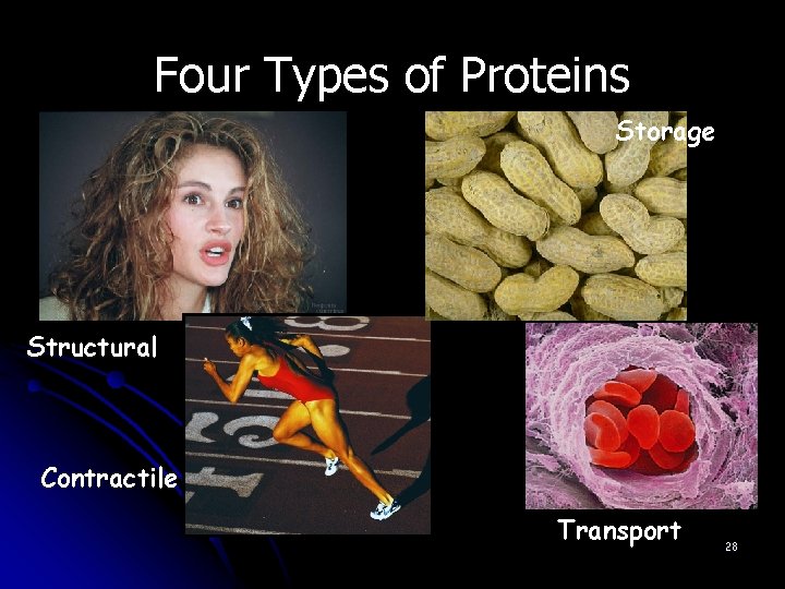 Four Types of Proteins Storage Structural Contractile Transport 28 