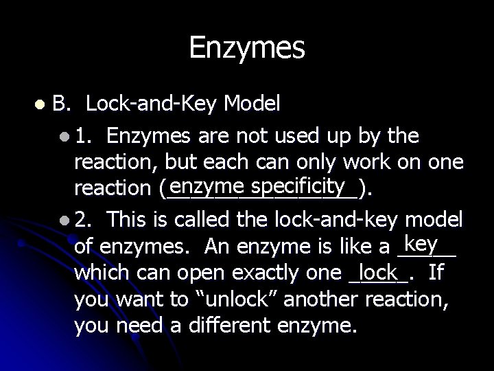 Enzymes l B. Lock-and-Key Model l 1. Enzymes are not used up by the