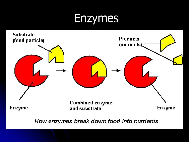 Enzymes 