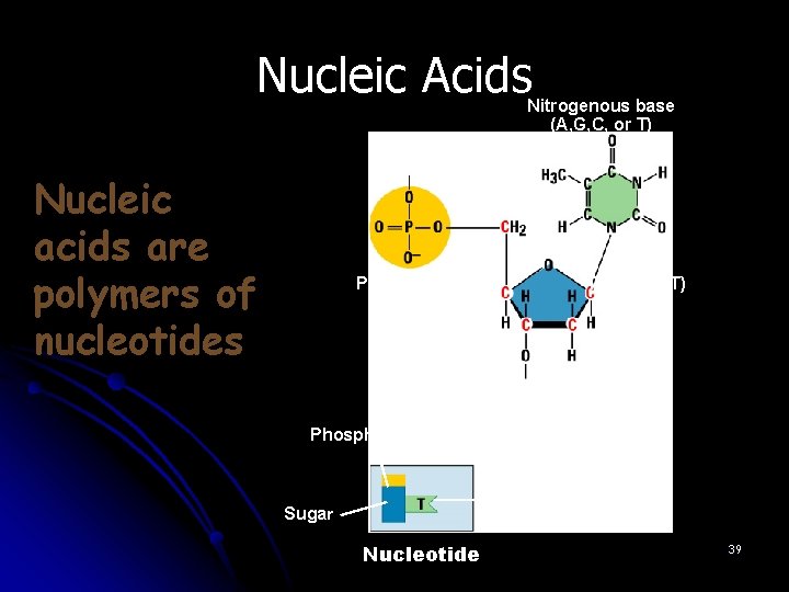 Nucleic Acids Nitrogenous base (A, G, C, or T) Nucleic acids are polymers of