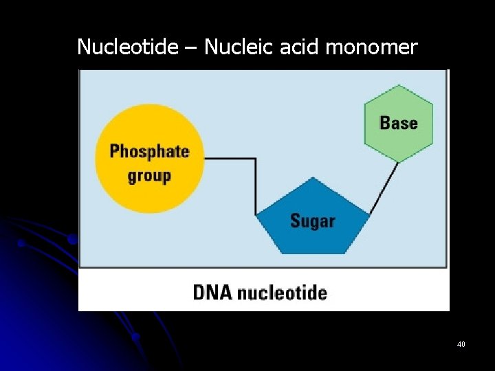 Nucleotide – Nucleic acid monomer 40 