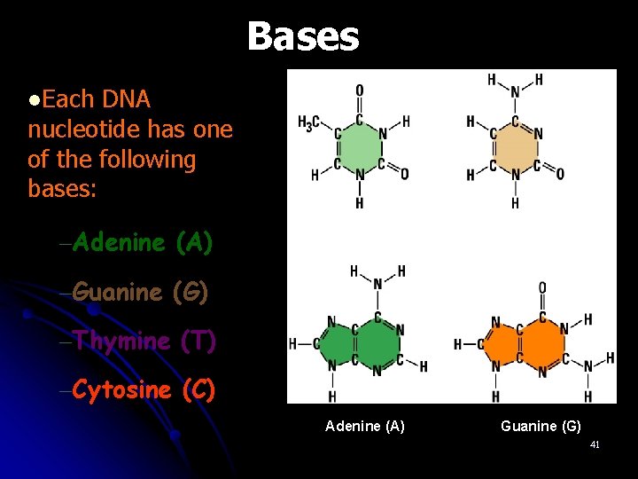 Bases l. Each DNA nucleotide has one of the following bases: –Adenine (A) Thymine