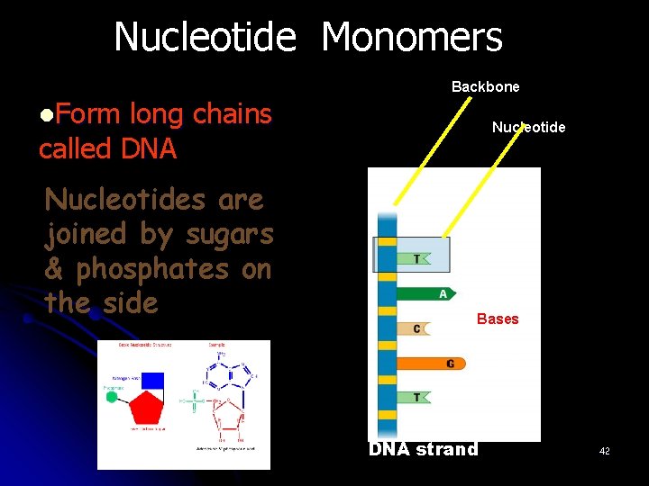 Nucleotide Monomers Backbone l. Form long chains called DNA Nucleotides are joined by sugars