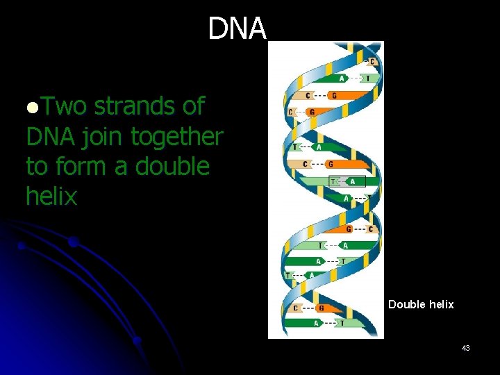 DNA l. Two strands of DNA join together to form a double helix Base