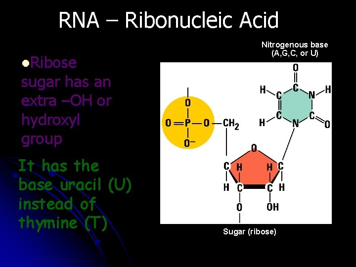 RNA – Ribonucleic Acid Nitrogenous base (A, G, C, or U) l. Ribose sugar