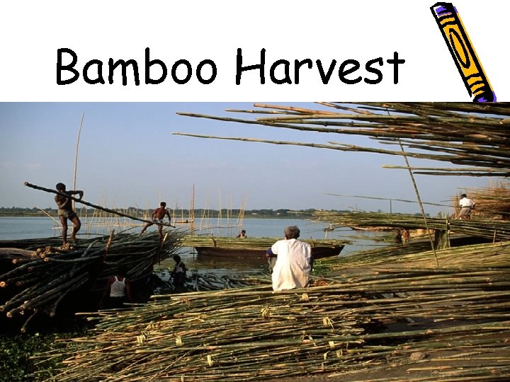 Bamboo Harvest 