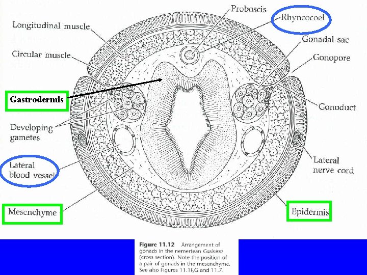 Gastrodermis 