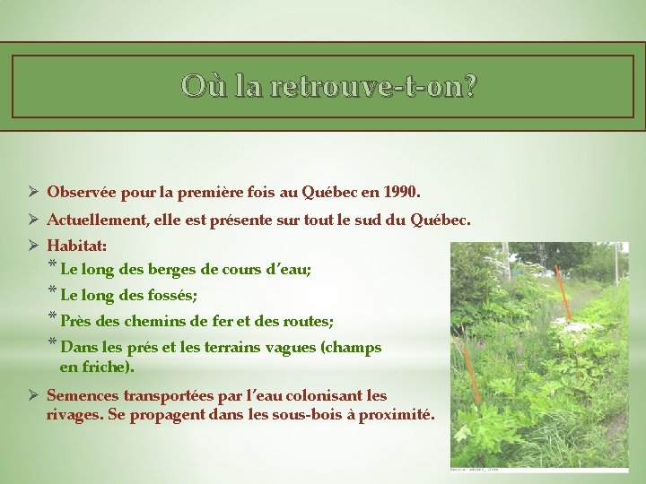 Où la retrouve-t-on? Ø Observée pour la première fois au Québec en 1990. Ø