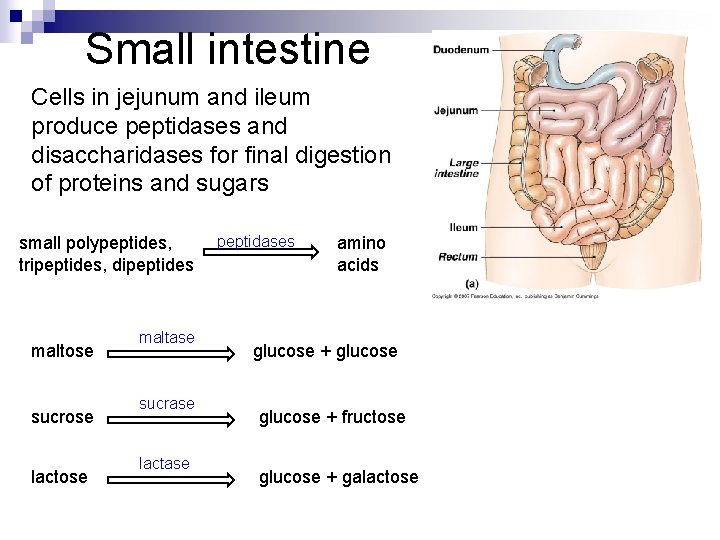 Small intestine Cells in jejunum and ileum produce peptidases and disaccharidases for final digestion