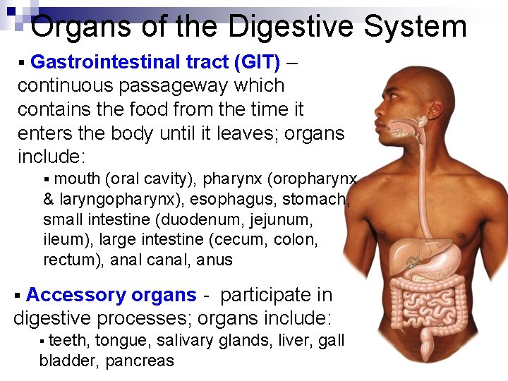 Organs of the Digestive System § Gastrointestinal tract (GIT) – continuous passageway which contains