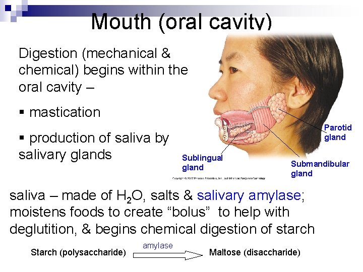 Mouth (oral cavity) Digestion (mechanical & chemical) begins within the oral cavity – §