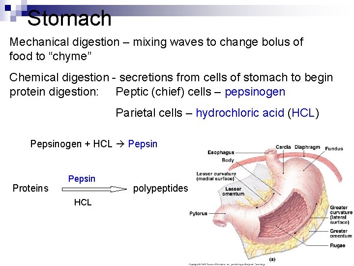 Stomach Mechanical digestion – mixing waves to change bolus of food to “chyme” Chemical