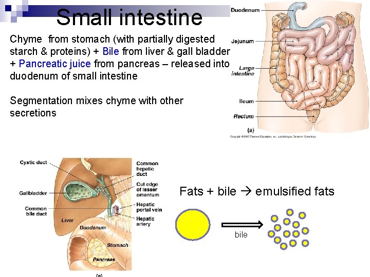 Small intestine Chyme from stomach (with partially digested starch & proteins) + Bile from