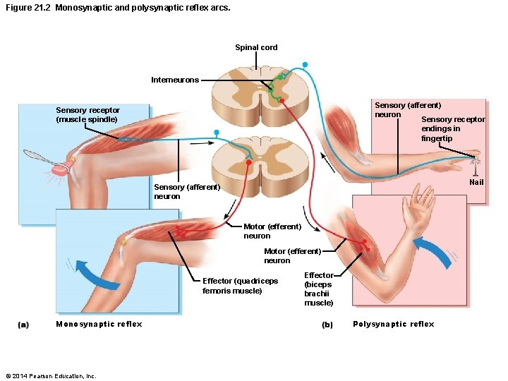 Figure 21. 2 Monosynaptic and polysynaptic reflex arcs. Spinal cord Interneurons Sensory (afferent) neuron