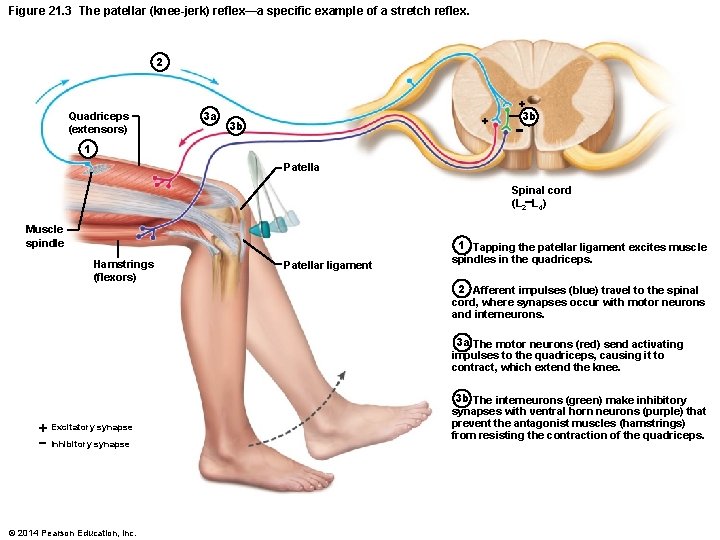 Figure 21 1 The five basic components of